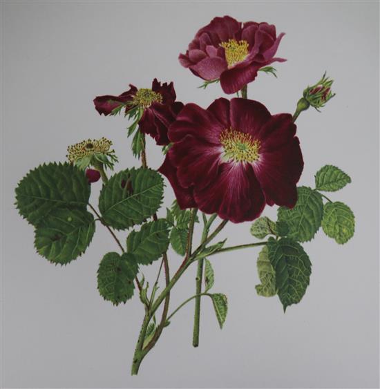 Sitwell, Sacheverell and Russell, James - Old Garden Roses,